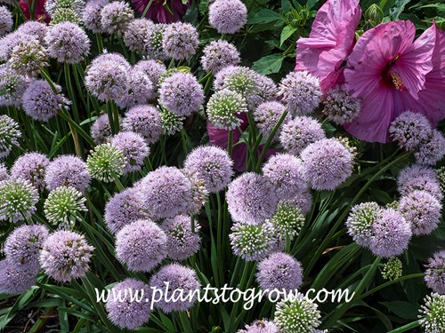 Allium 'Big Beauty' (Allium)
The large pink flower in the upper right hand corners is a Hibiscus.(end of July)